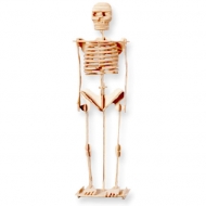 Набор для сборки "Скелет человека"